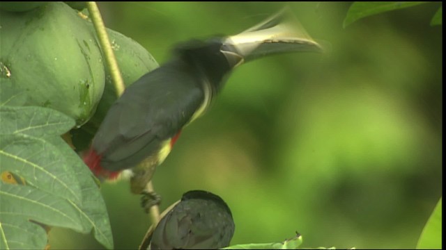 Black-necked Aracari - ML453372