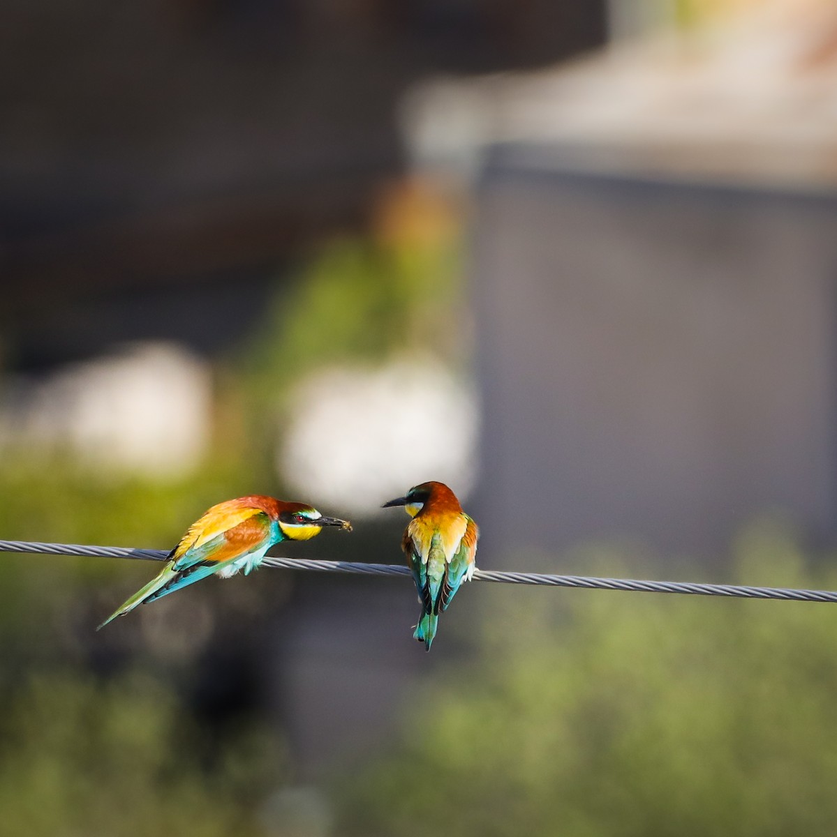 European Bee-eater - Irina Kalashnikova