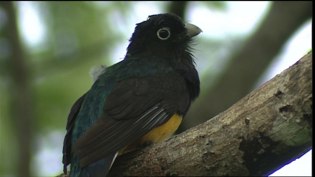 White-tailed Trogon - ML453374