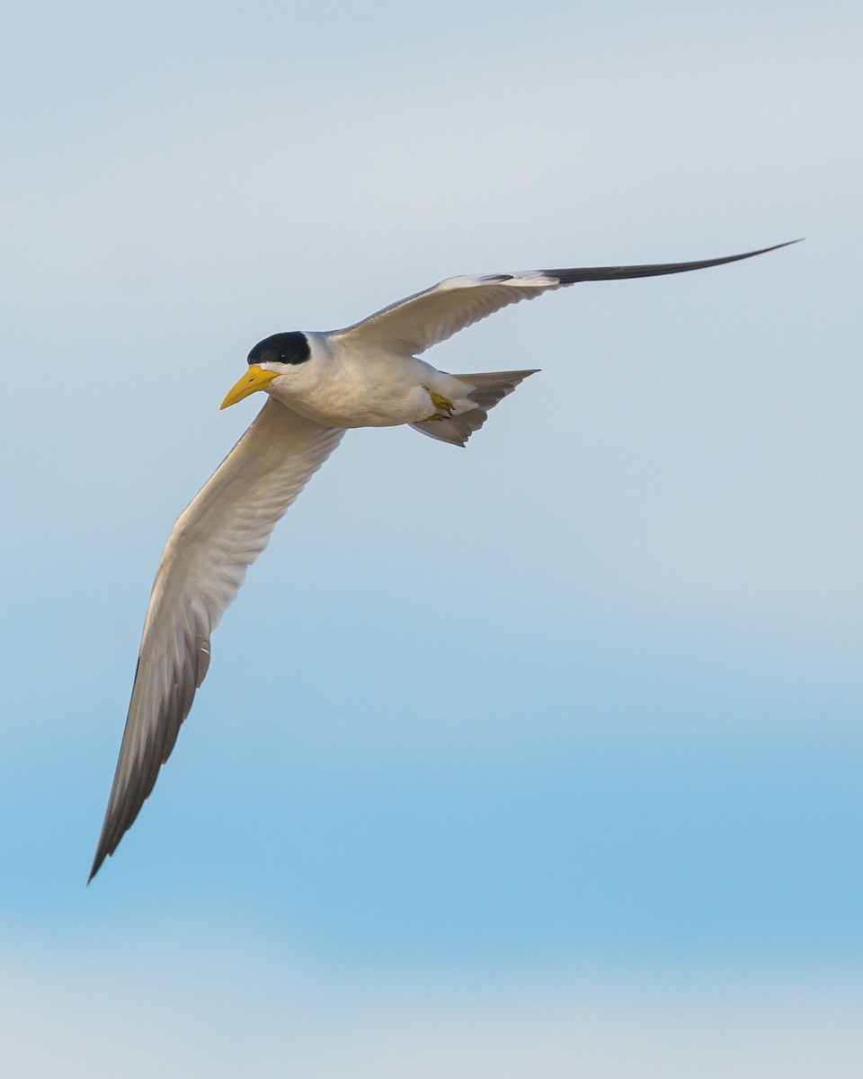 Large-billed Tern - ML453375111