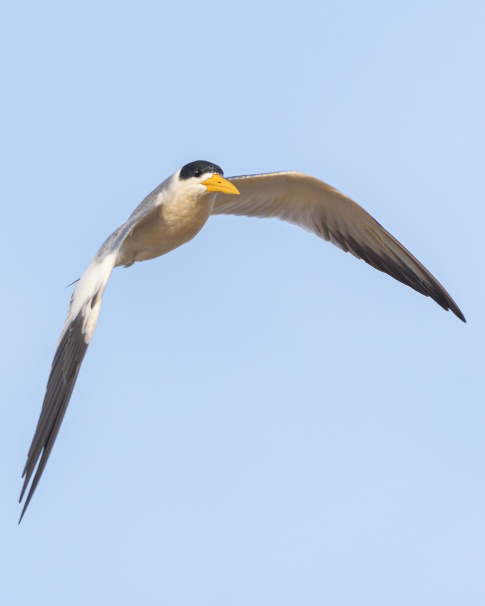 Large-billed Tern - ML453375151