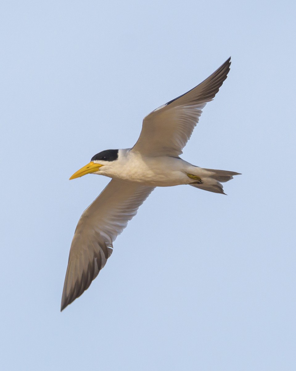 Large-billed Tern - ML453375161