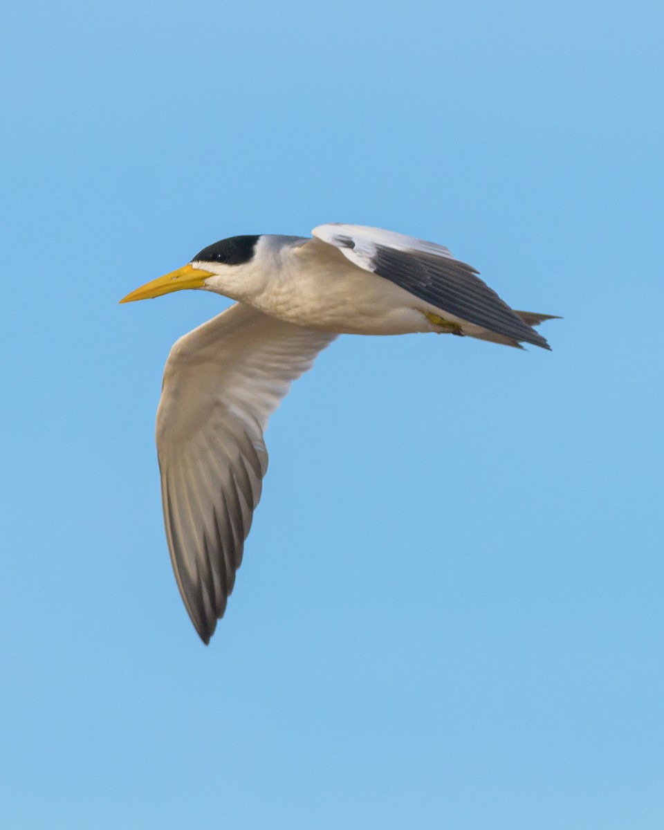 Large-billed Tern - ML453375171