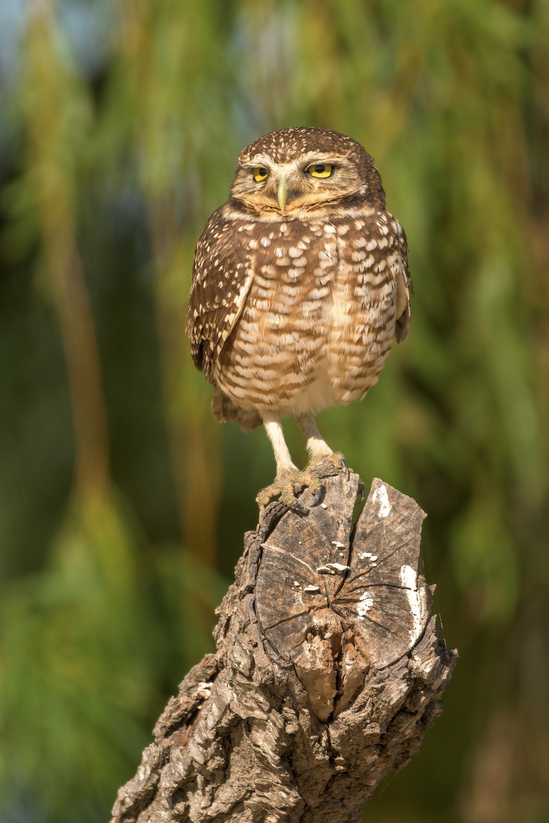 Burrowing Owl - Carlos Rossello