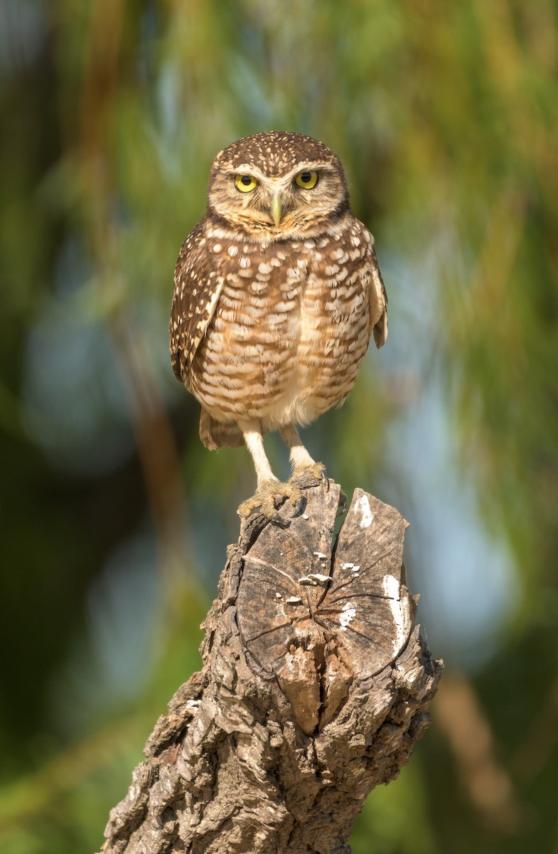 Burrowing Owl - Carlos Rossello