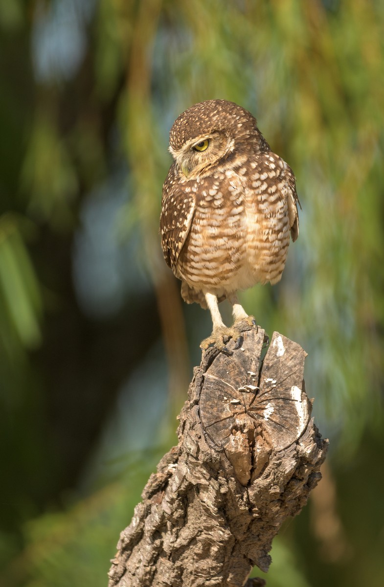 Burrowing Owl - Carlos Rossello