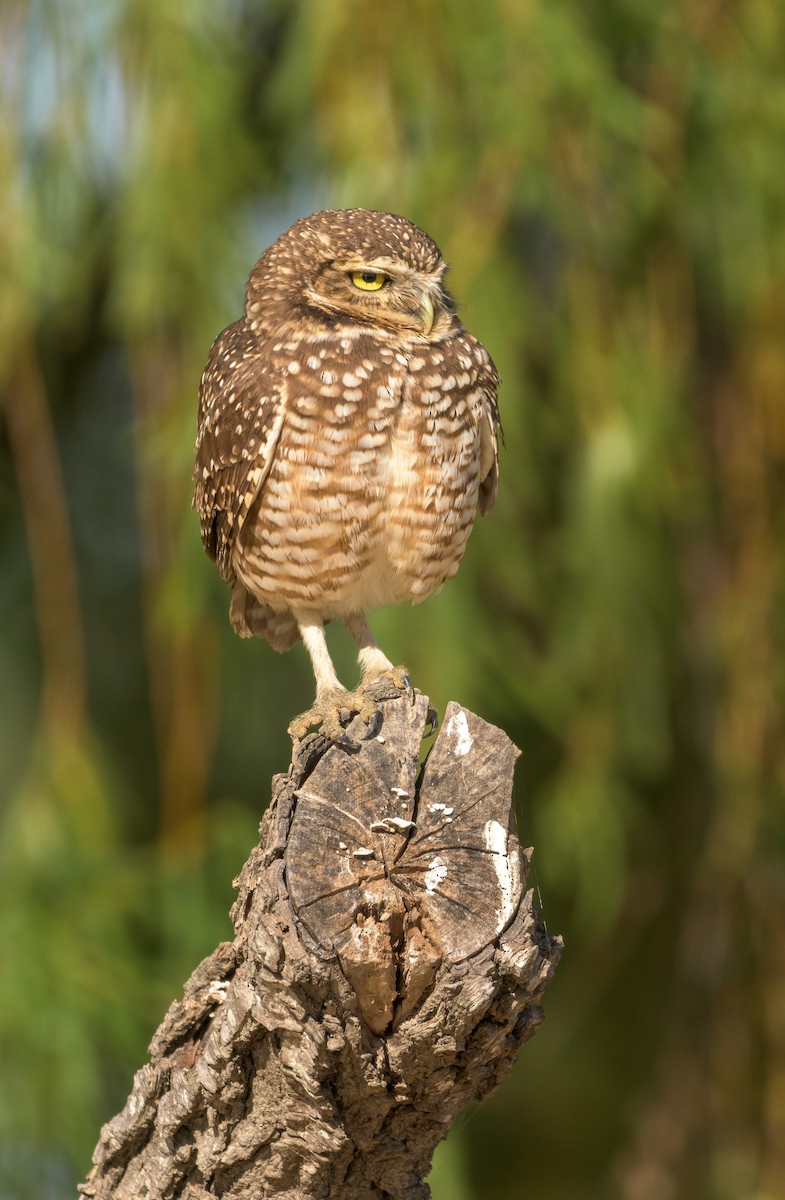Burrowing Owl - Carlos Rossello