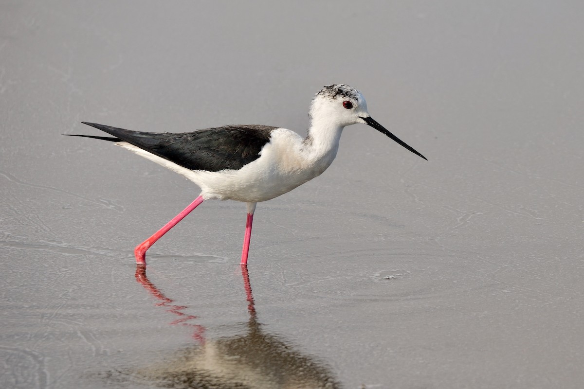 Black-winged Stilt - ML453375351