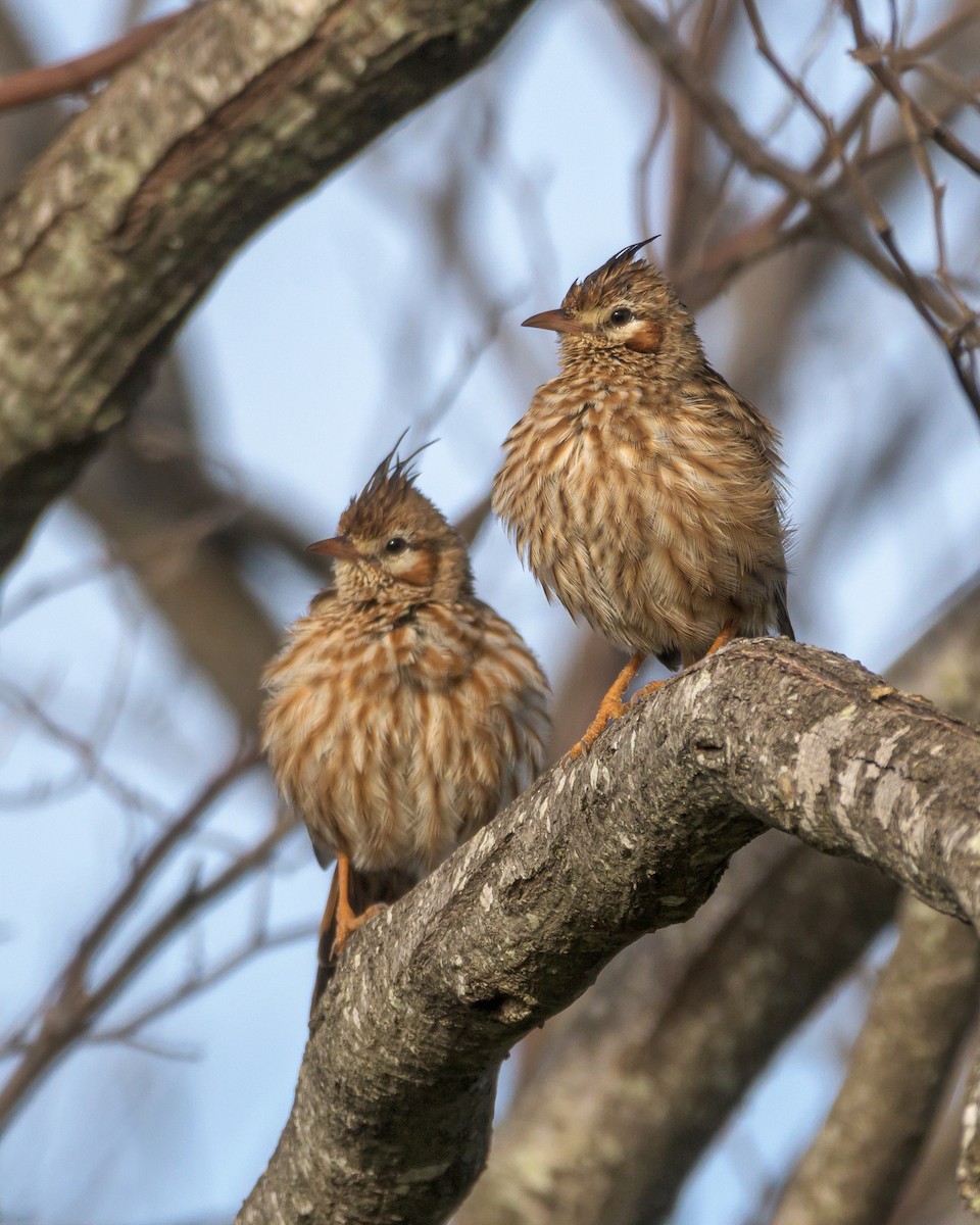 Lark-like Brushrunner - ML453375491