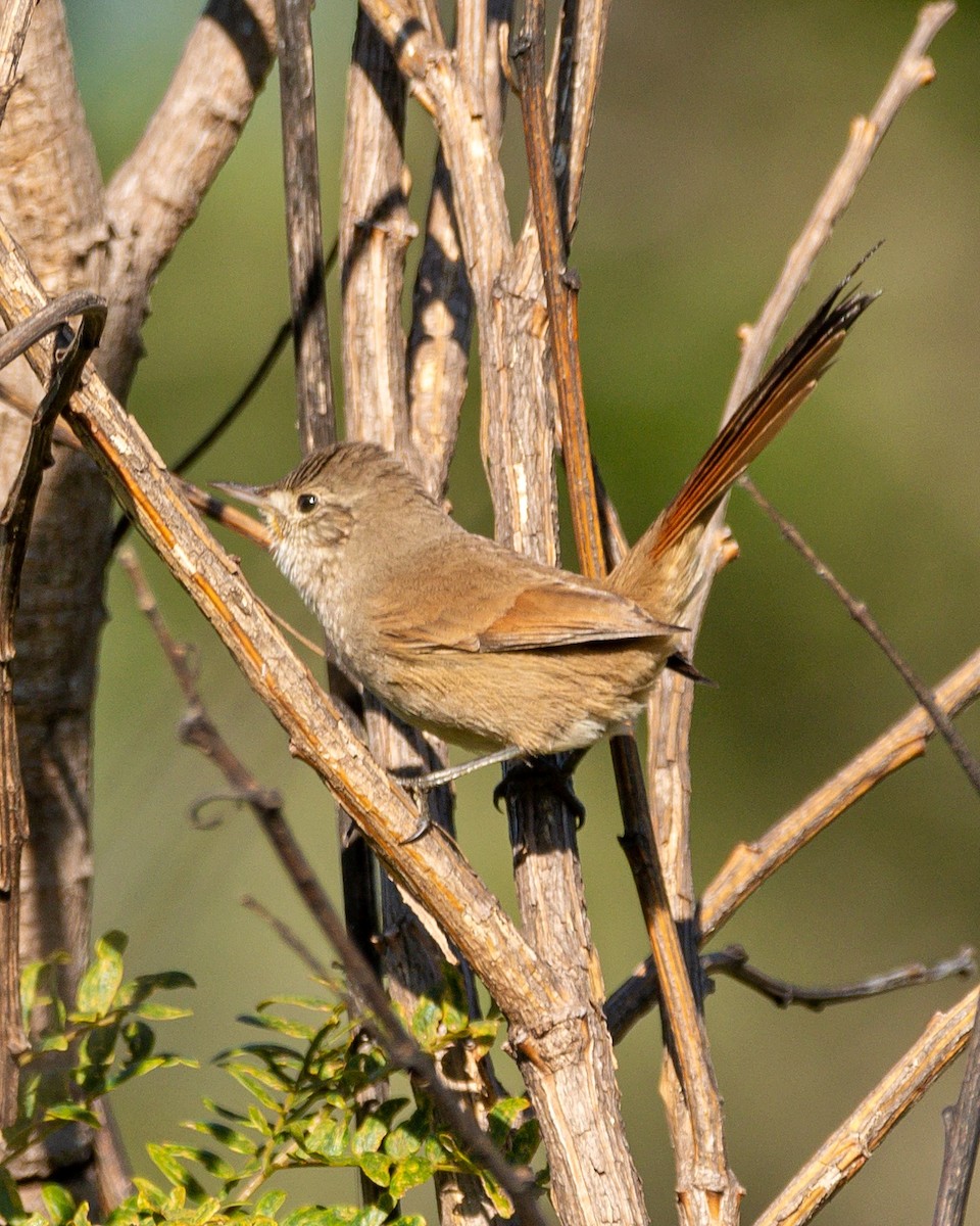 Sharp-billed Canastero - ML453376751