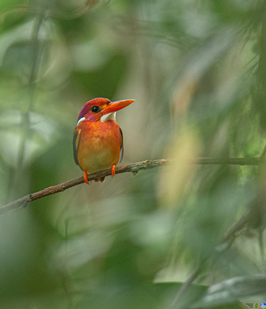 Philippine Dwarf-Kingfisher - Jay Paul Mantuon