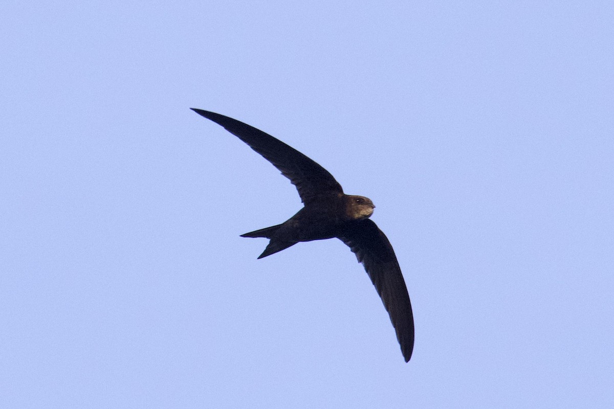 Common Swift - João Tiago Tavares