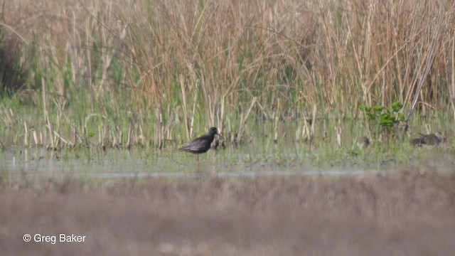 Spotted Redshank - ML453377871