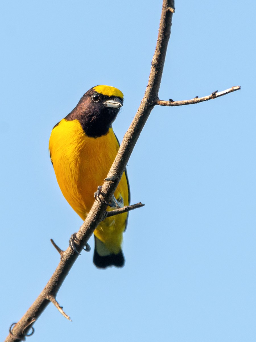 Purple-throated Euphonia - Carlos Rossello