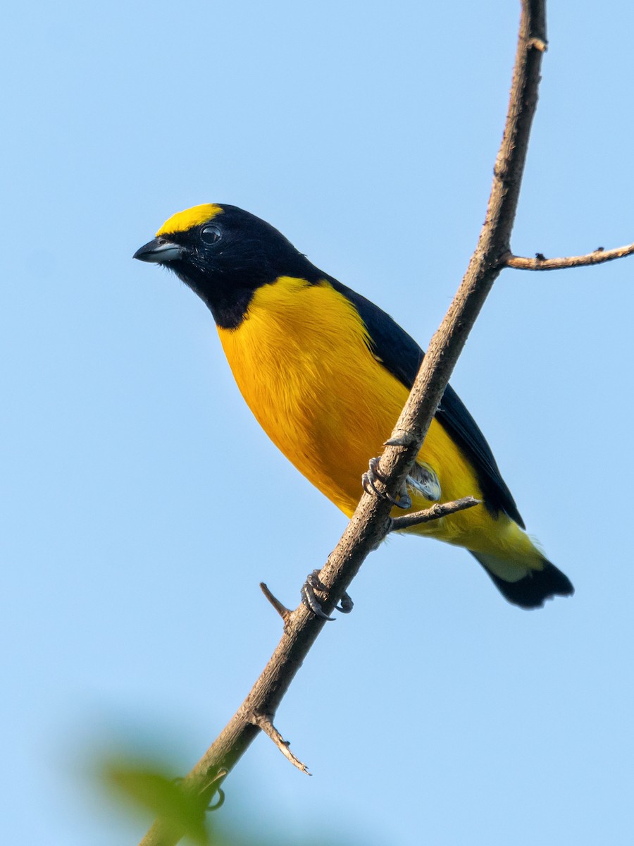 Purple-throated Euphonia - Carlos Rossello