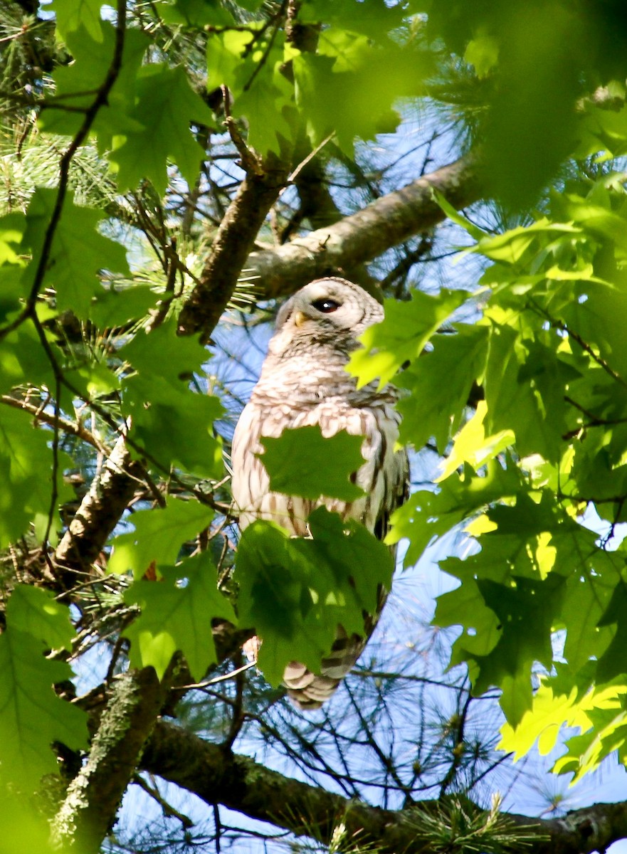 Barred Owl - ML453380761