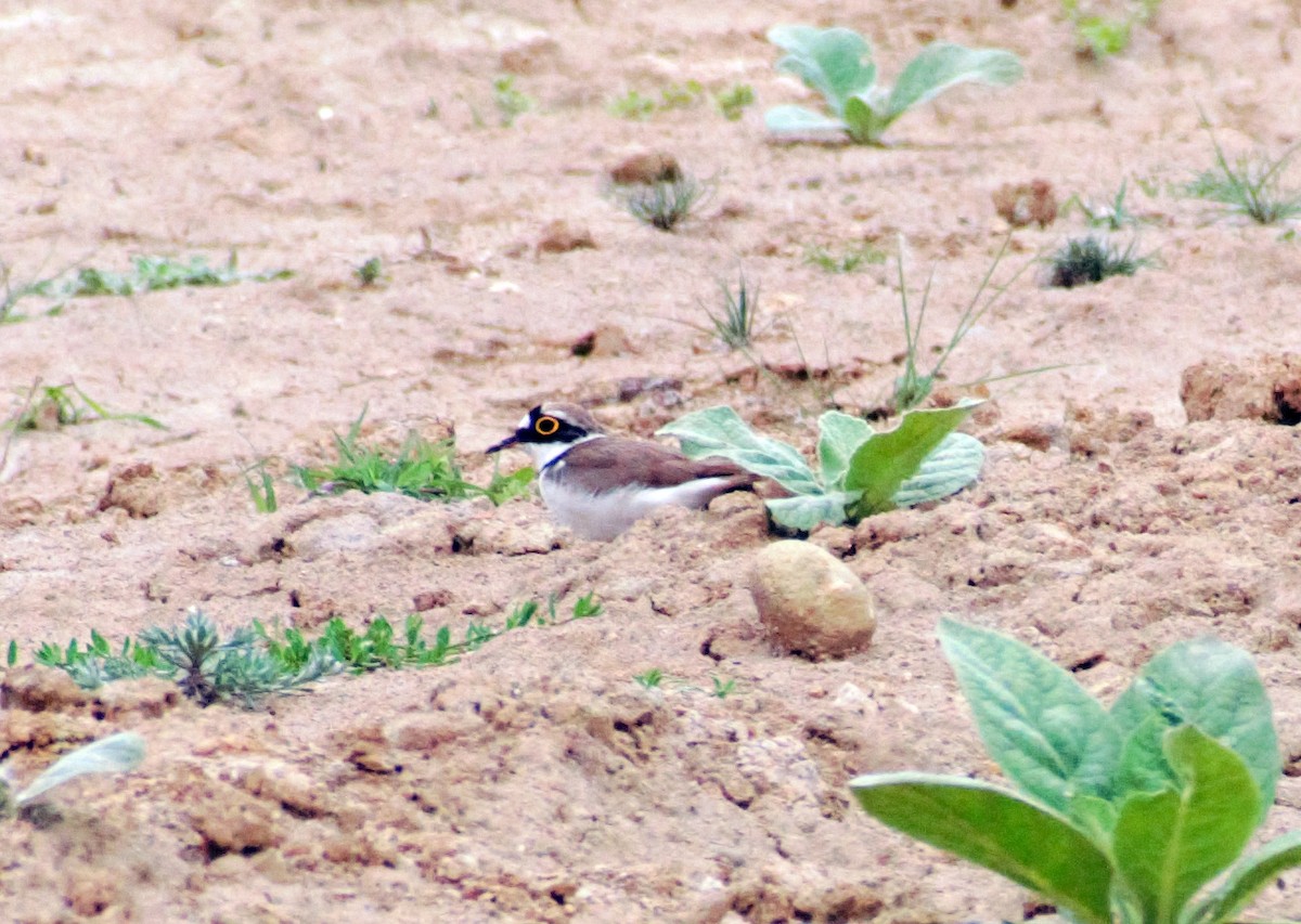 Little Ringed Plover - ML453382421