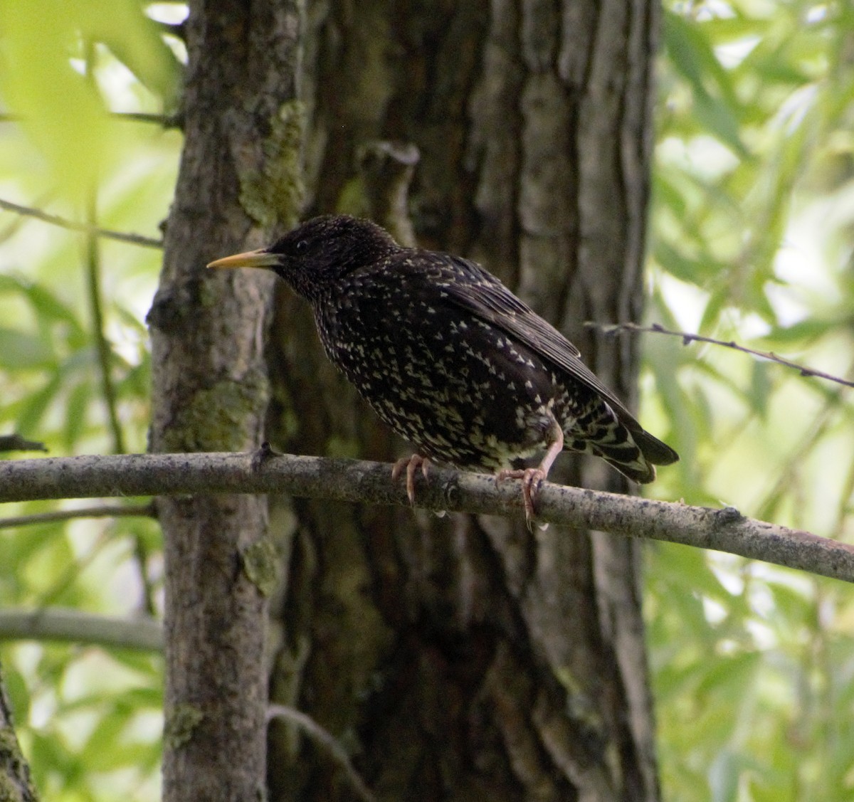 European Starling - ML453384291