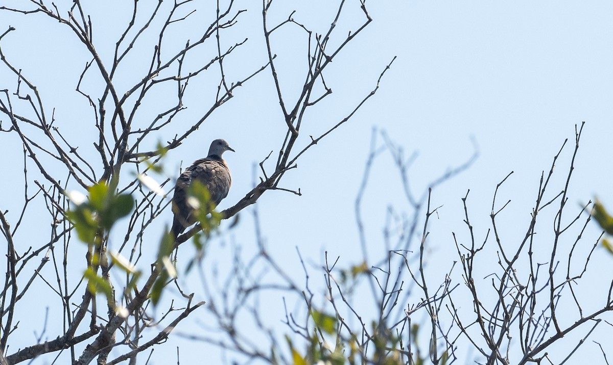 Philippine Collared-Dove - ML453384881