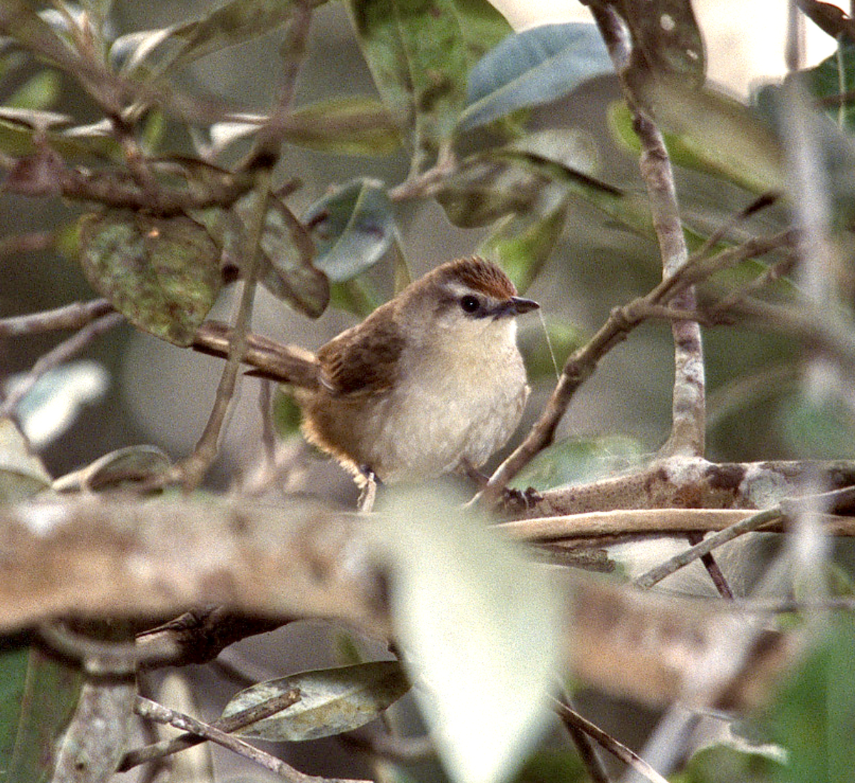 Rufous-fronted Thornbird - ML453387011