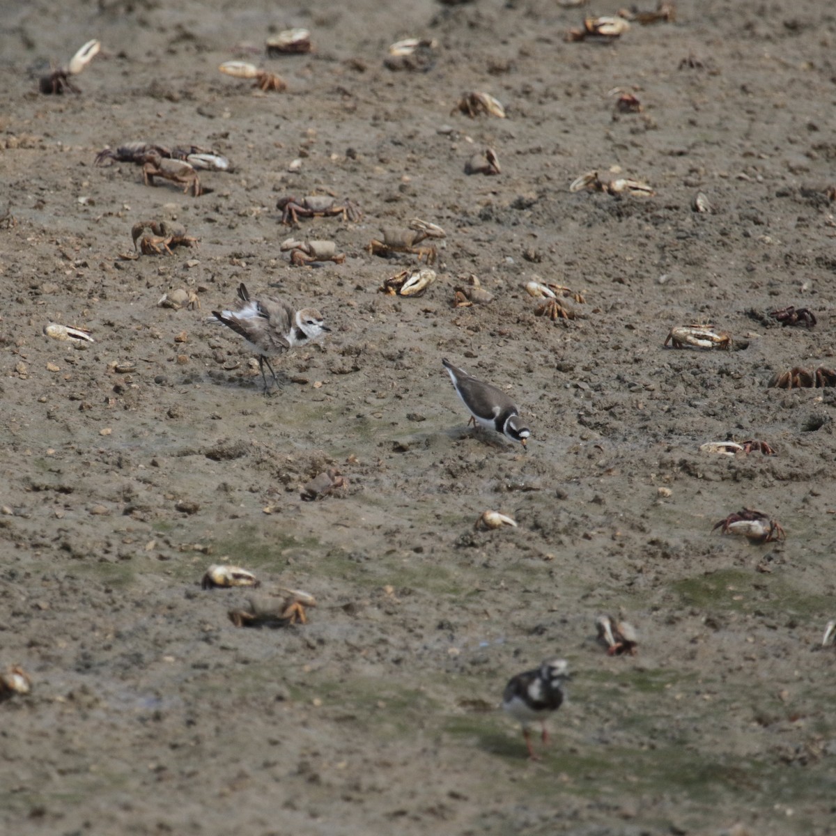 Kentish Plover - ML453387821