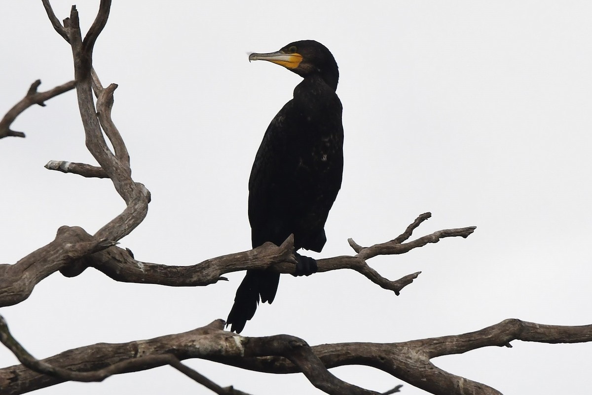 Great Cormorant (Australasian) - ML453388331