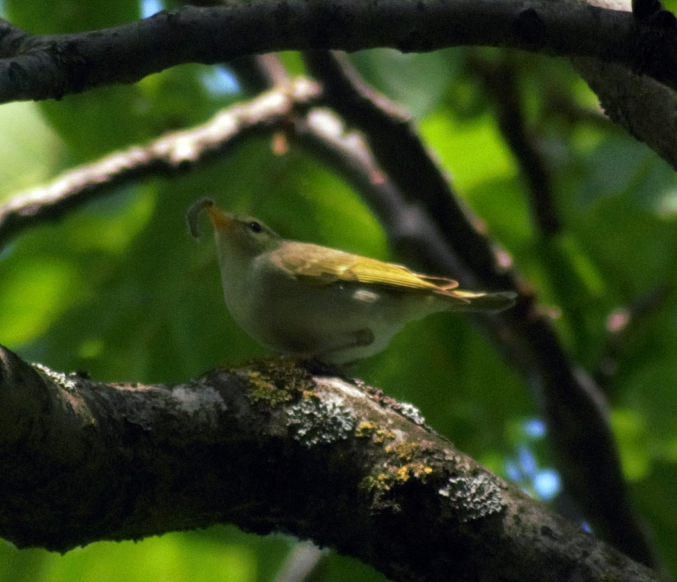 Mosquitero de Hume - ML453389121