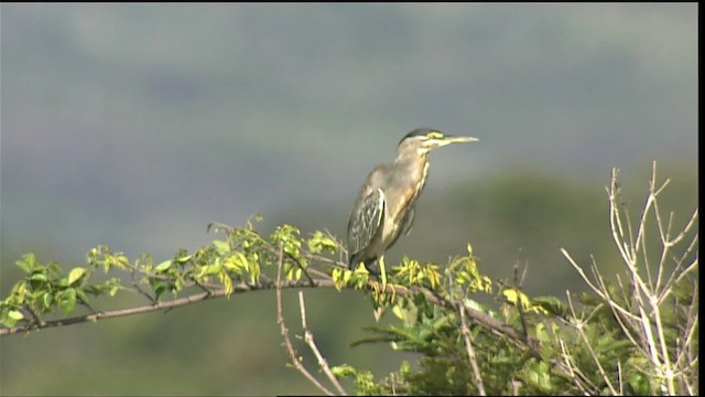 Mangrovereiher (striata) - ML453390