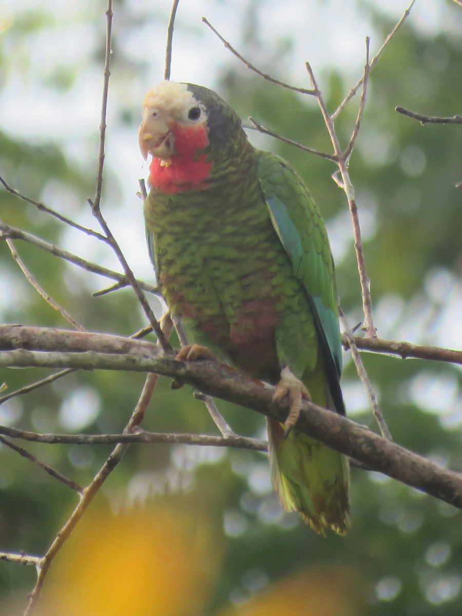 Cuban Parrot - Kent Fiala
