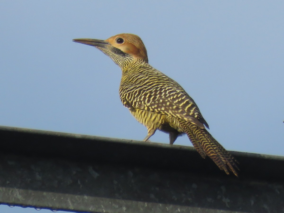 Fernandina's Flicker - Kent Fiala