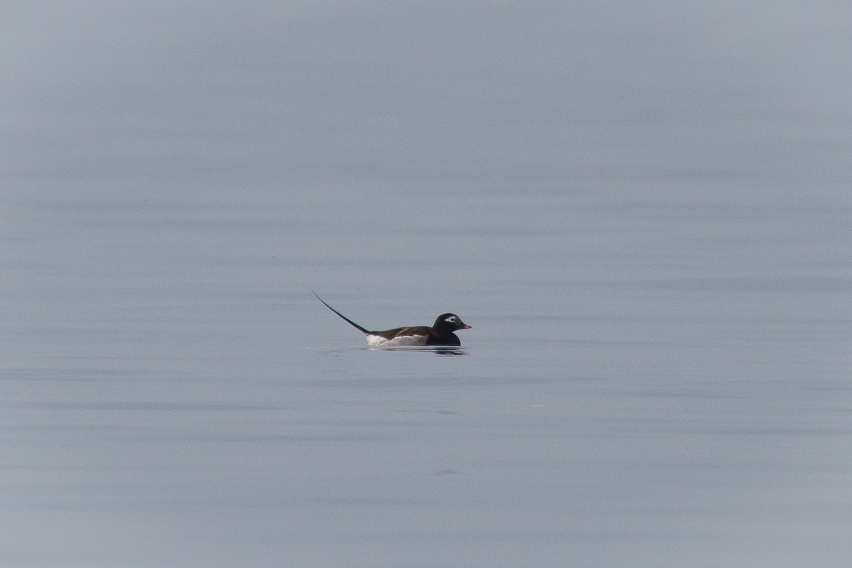 Long-tailed Duck - ML453391711