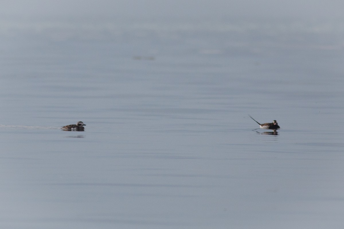Long-tailed Duck - ML453391721