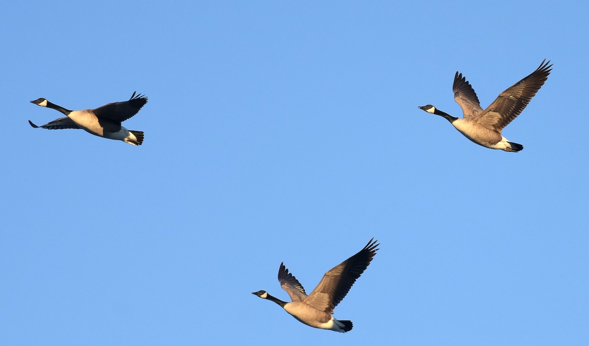 Canada Goose (moffitti/maxima) - Steven Mlodinow