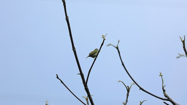 Grünschwanz-Nektarvogel - ML453393951