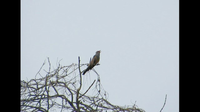 Plaintive Cuckoo - ML453394191