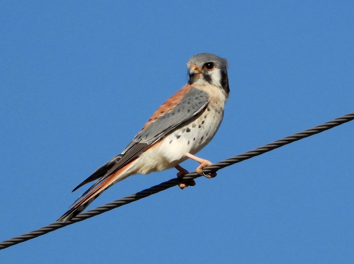 American Kestrel - ML453394211