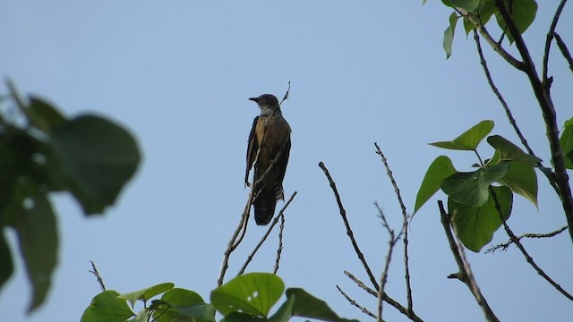 Plaintive Cuckoo - ML453394271