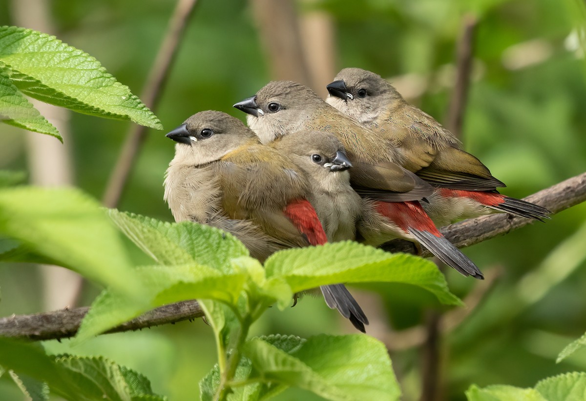 Red-browed Firetail - ML453394411