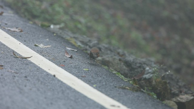 Maroon-backed Accentor - ML453394731