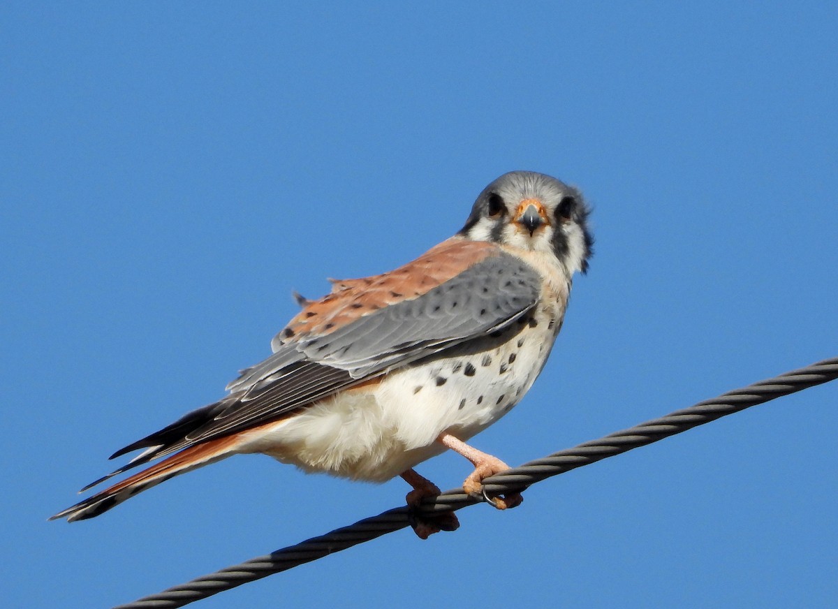 American Kestrel - ML453395001