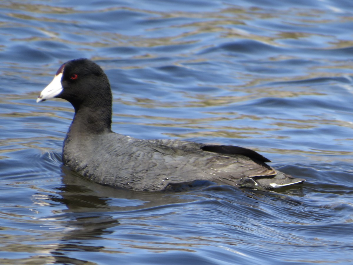 American Coot - ML453395381