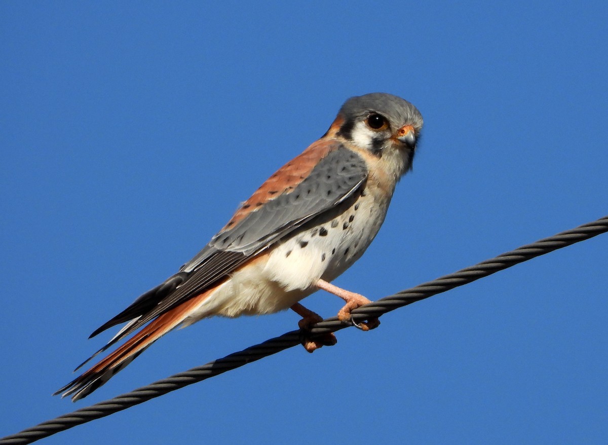 American Kestrel - ML453395501