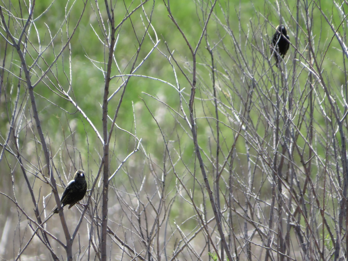 Bobolink - ML453395681