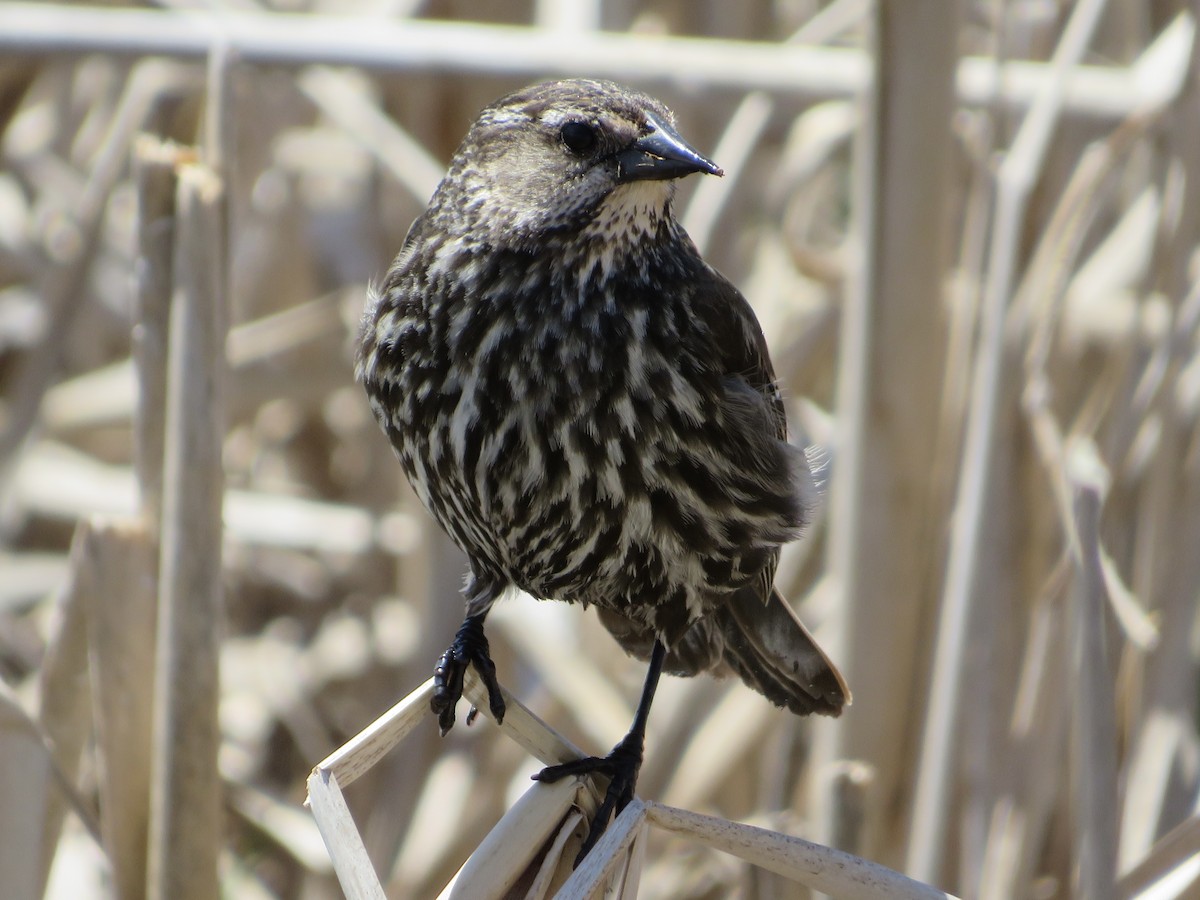 Red-winged Blackbird - ML453395731