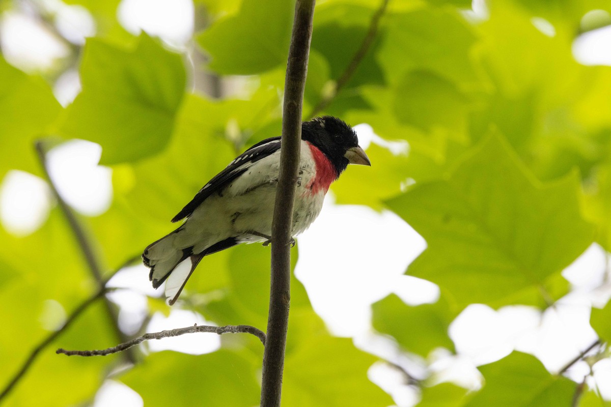 Rose-breasted Grosbeak - ML453396211