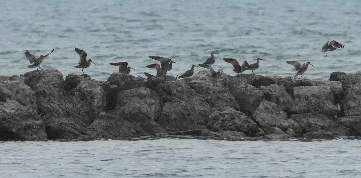 Whimbrel (Hudsonian) - ML453397131