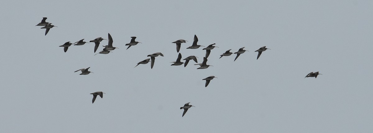 Whimbrel (Hudsonian) - ML453397141