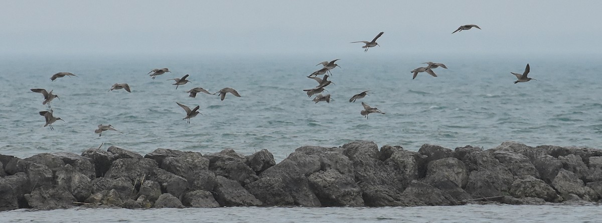 Whimbrel (Hudsonian) - ML453397151