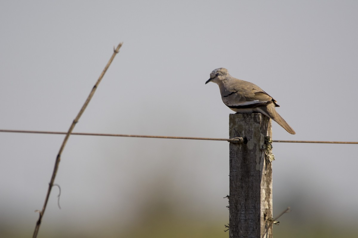 Picui Ground Dove - Leonel Melvern