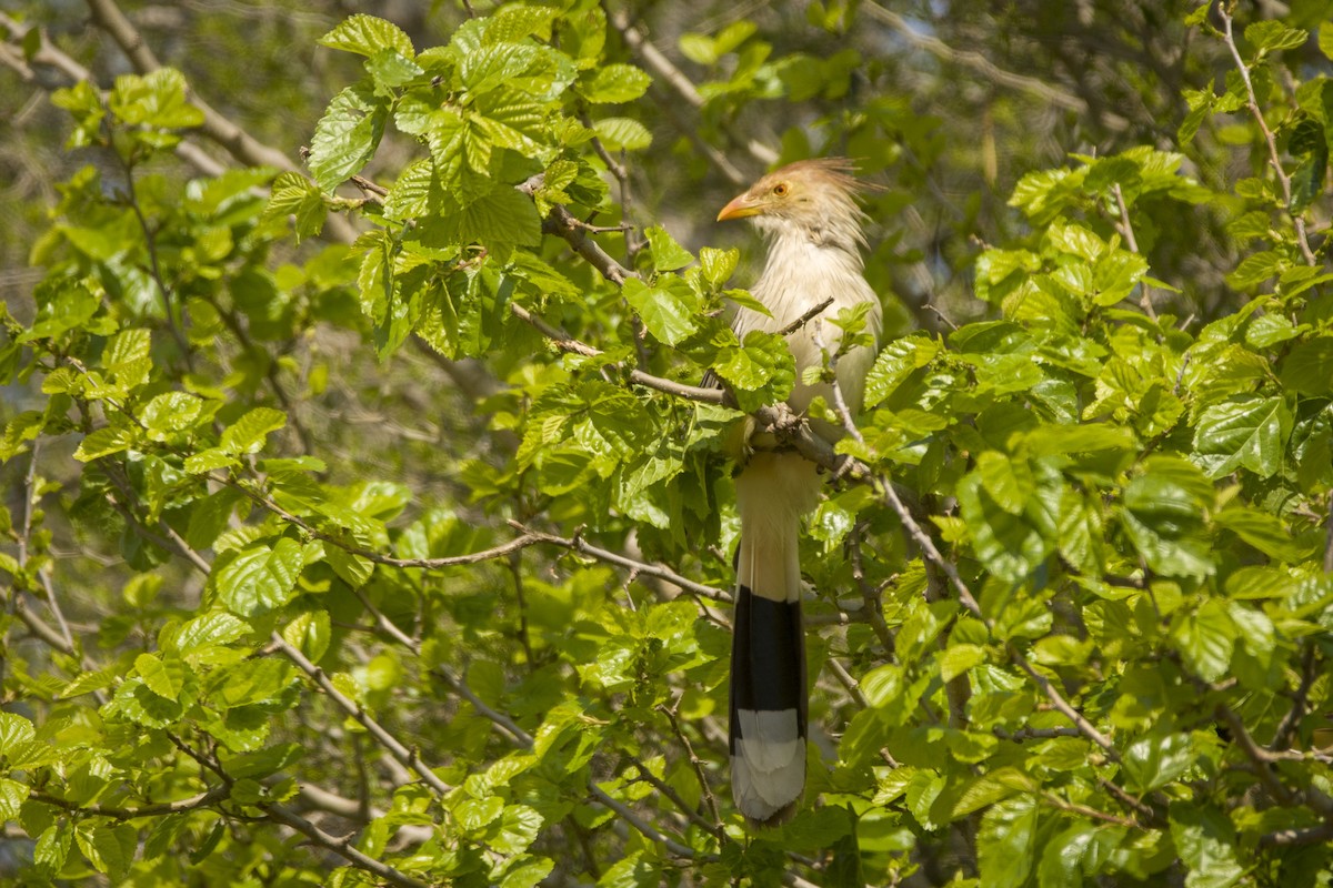 Guira Cuckoo - ML453399021